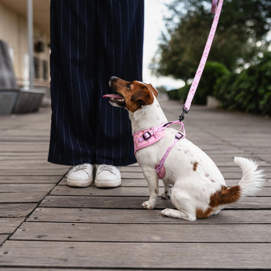 SET ADVENTURE - Tutto il necessario per ogni passeggiata, con stile!